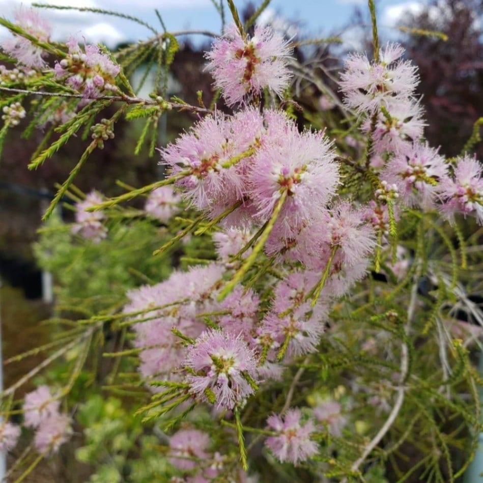 メラレウカ タマリシナ 5号 ※お届けに10日程度かかる場合がございます。｜花木10-TN