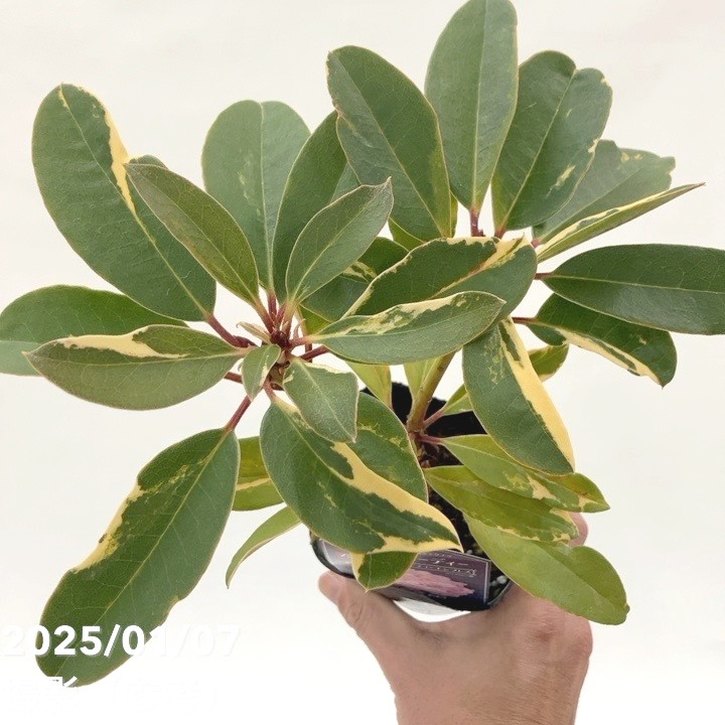 【期間限定10％OFF！】【激レア】【数量限定】斑入り シャクナゲ スーパーローディー 3.5号 ビューティーエンプレス｜花木01-D1