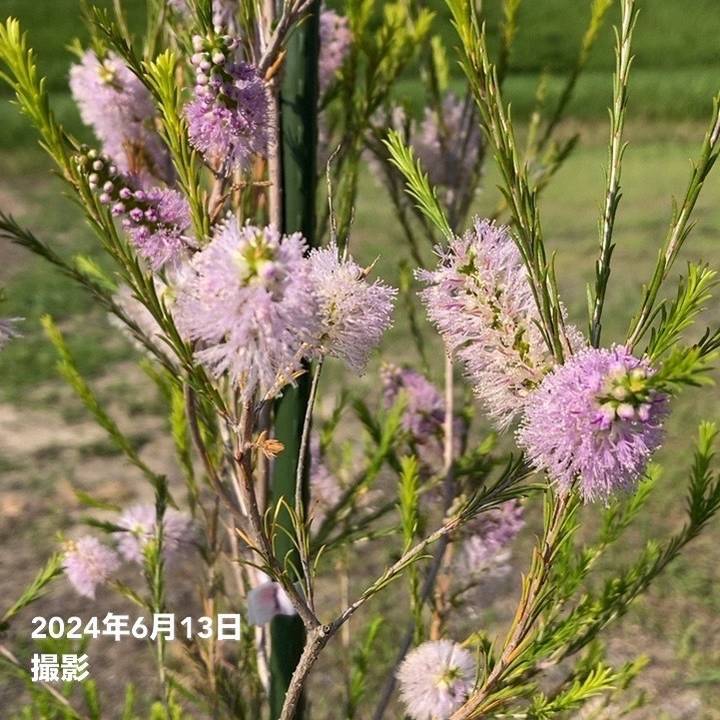 メラレウカ アルミラリスピンク 8号 ※お届けに10日程度かかる場合がございます。｜s200｜花木10-TN