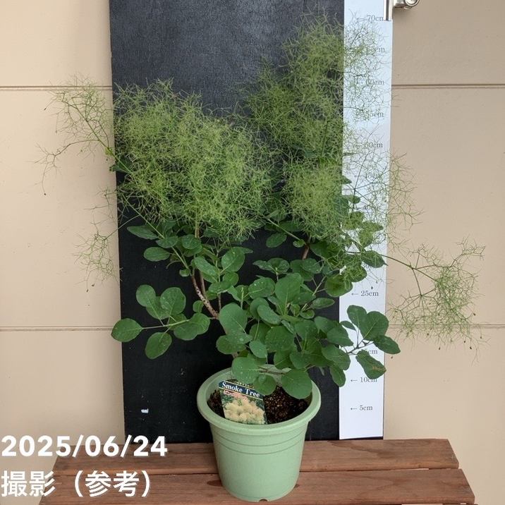 スモークツリー ピンクパール 6号｜花木04-PA