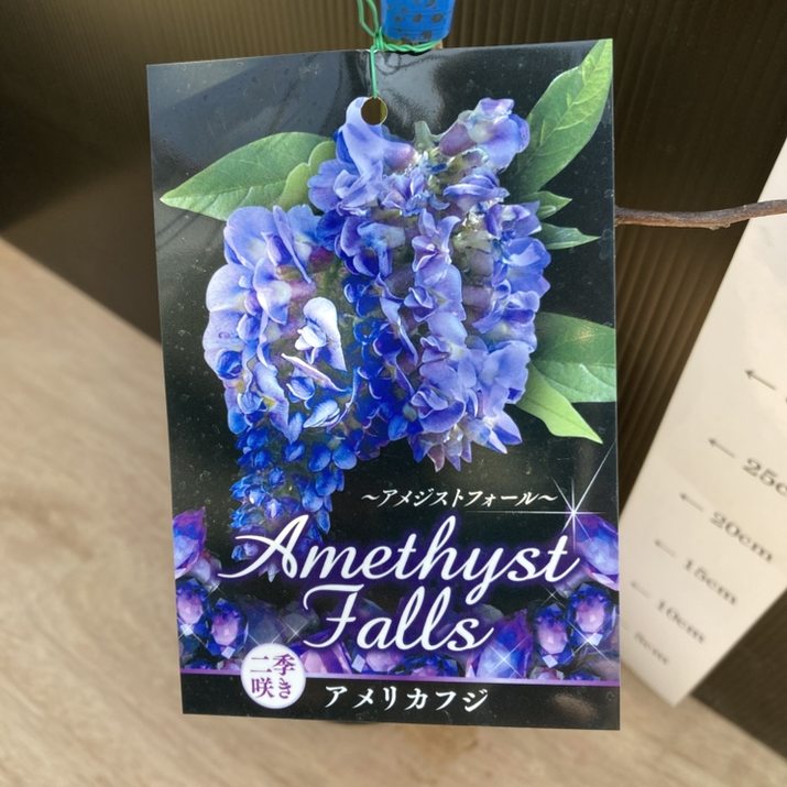 アメリカフジ アメジストフォール