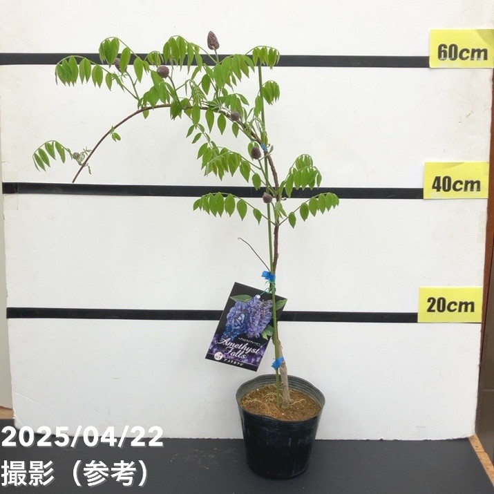 二季咲き藤 アメジストフォール 4.5号|花木10-TU