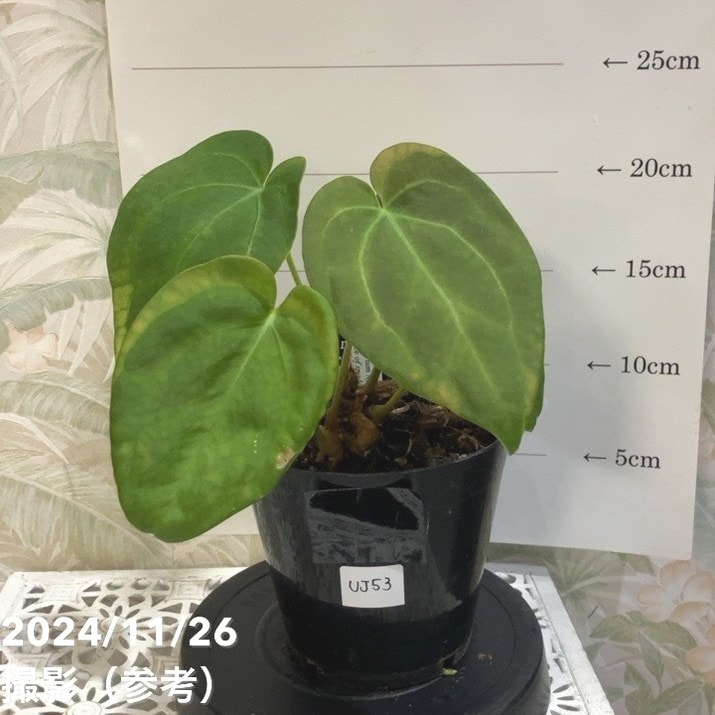 現品お届け】アンスリウム Anthurium hybrid（Ace of spades x Thai