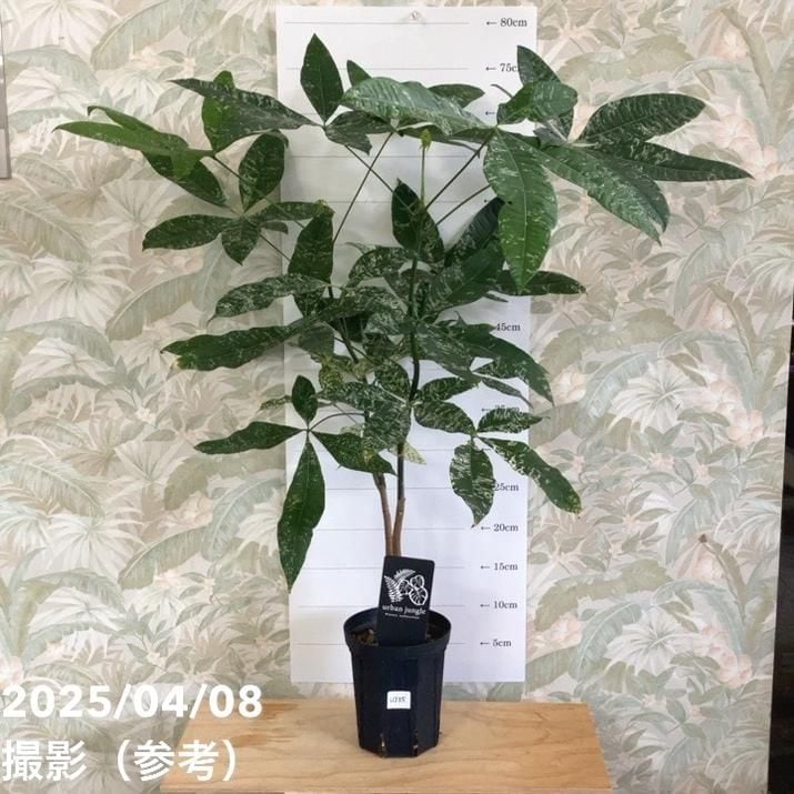 観葉・多肉,パキラの購入なら赤塚植物園オンライン 花の音｜花苗