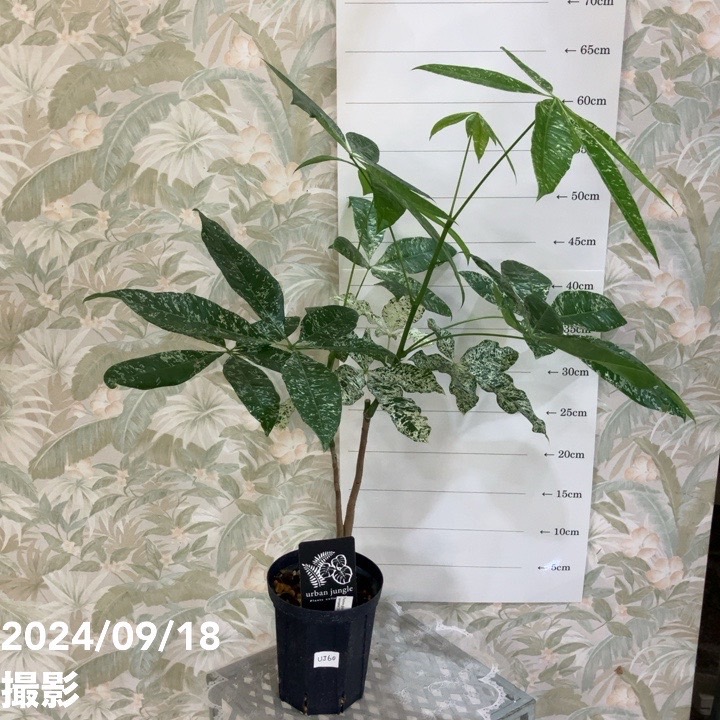【現品お届け】実生 斑入りパキラ Pachira glabra 'variegata'(Seedling)4号ロングスリット鉢(UJ60)|観葉04-PA