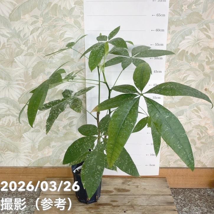 【現品お届け】実生 斑入りパキラ Pachira glabra 'variegata'（Seedling）4号ロングスリット鉢（UJ61）｜観葉04-PA