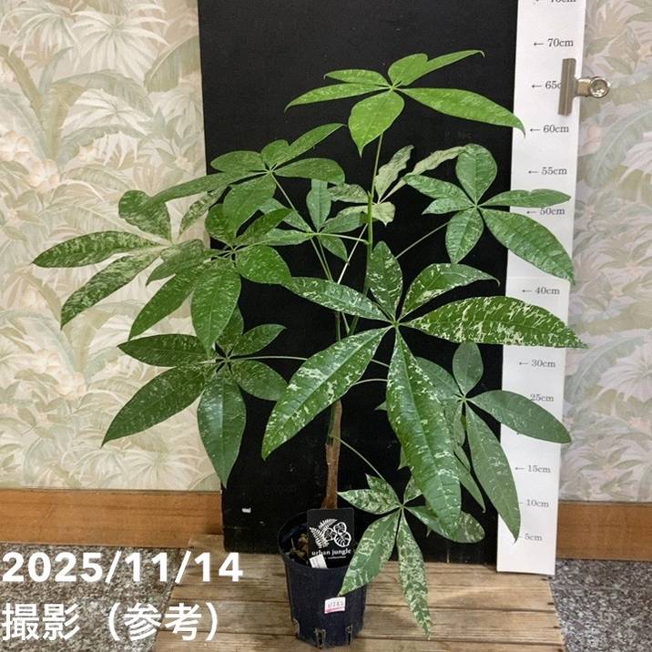【現品お届け】実生 斑入りパキラ Pachira glabra 'variegata'(Seedling)4号ロングスリット鉢(UJ62)|観葉04-PA