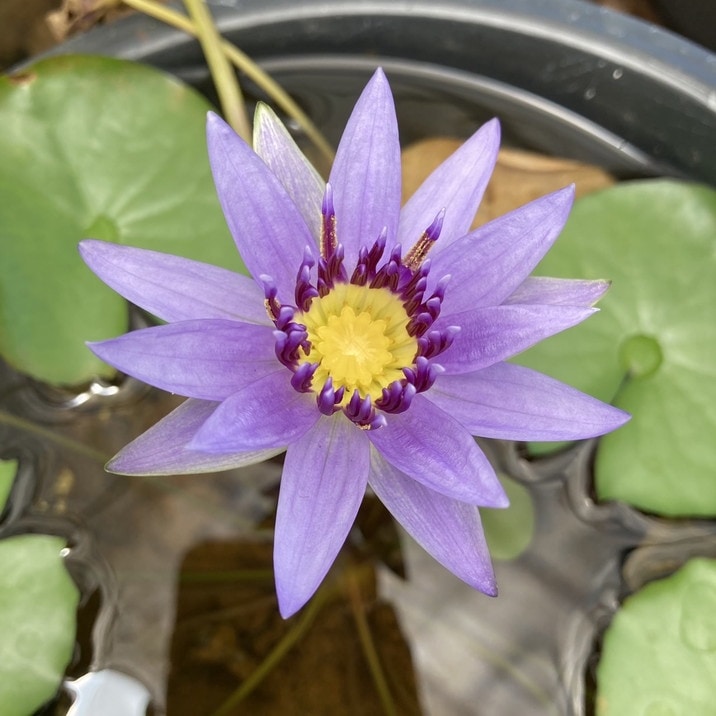 草花,熱帯スイレン・温帯スイレンの購入なら赤塚植物園オンライン 花の