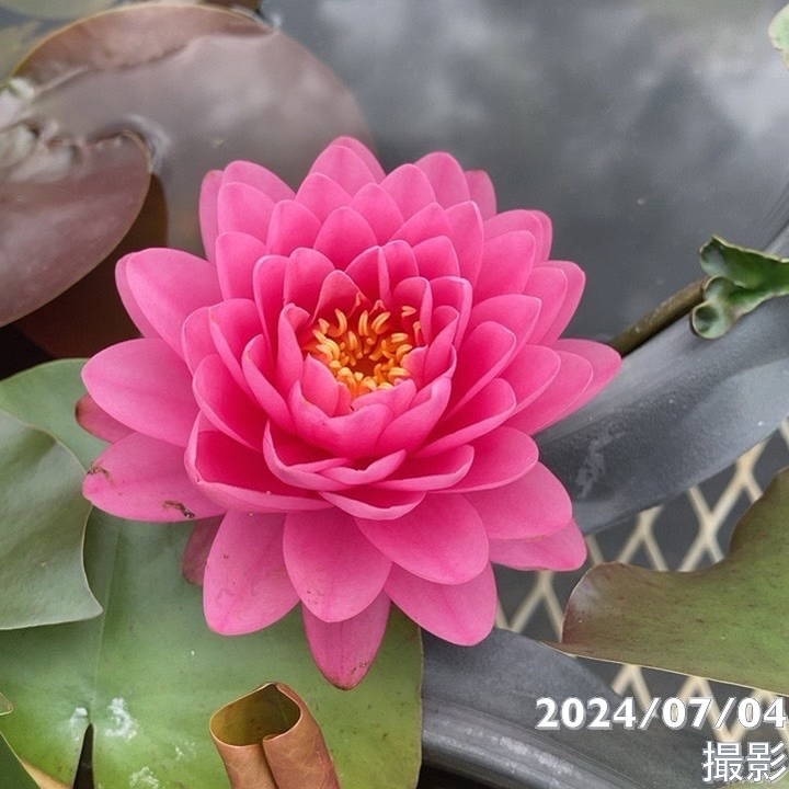 ヤ*ト様 耐寒性睡蓮 50品種セット Amazon.co.jp: （ビオトープ）睡蓮 温帯性睡蓮（スイレン） 色
