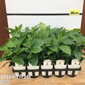 コーヒーの木 4号（3本植え）白プラ鉢 15鉢セット トレー付き｜観葉02-D2