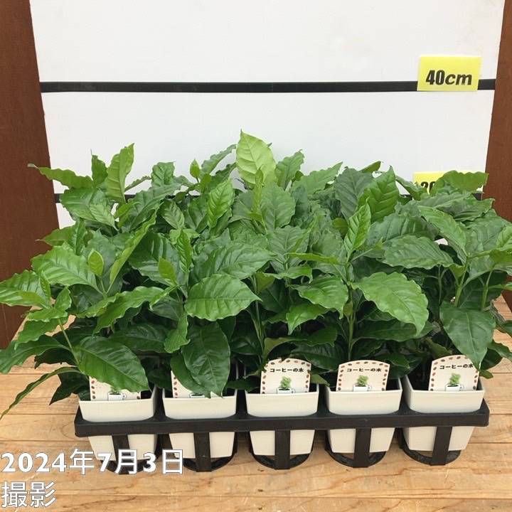 コーヒーの木 4号(3本植え)白プラ鉢 15鉢セット トレー付き|観葉02-D2