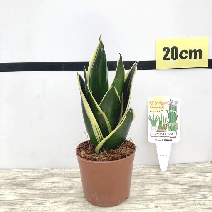 サンスベリア 3.5号 ブラックロータス 生産鉢仕様｜観葉02-D2