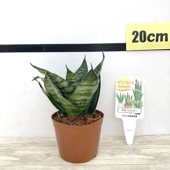 サンスベリア ゴールデンハニー 2.5号ポット 24個 まとめ 鉢ごと 楽天市場】サンセベリア ゴールデンハニー 2.5号サイズ 苗