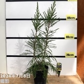 レプトスペルマム モスキートブロッカー 5号 ※お届けに10日程度かかる場合がございます。｜花木10-TU