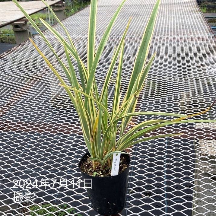 ニューサイラン ウィングオブゴールド 4号｜草花01-D1