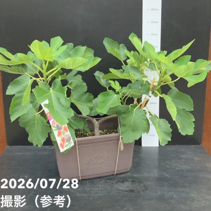 果樹,イチジクの購入なら赤塚植物園オンライン 花の音｜花苗