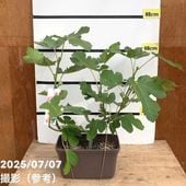 お買い得一点物咲き進み株】加藤農園 艶々系クリスマスローズ キラメキ