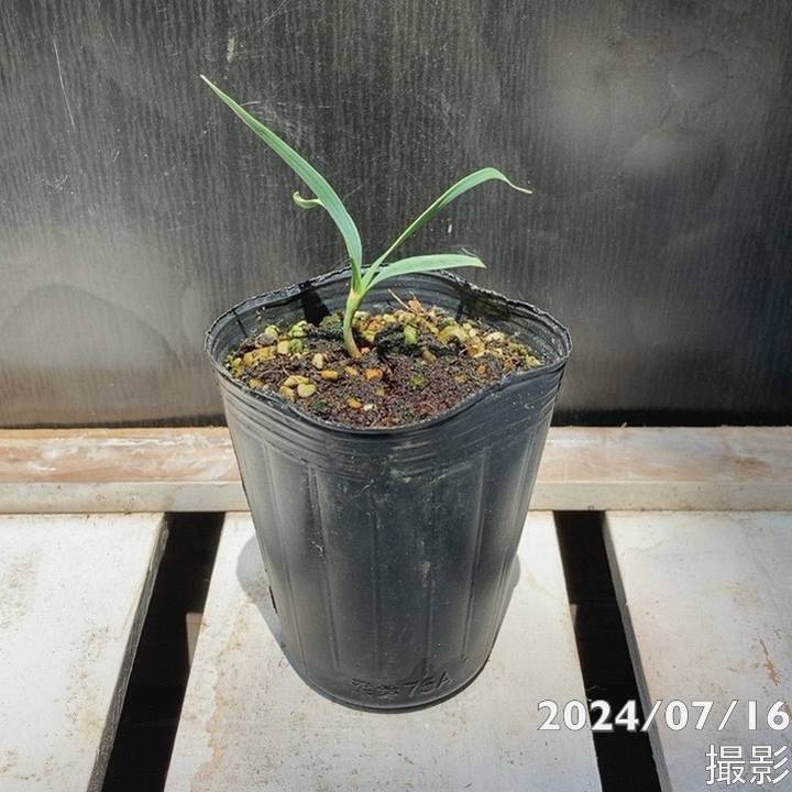 ウェルウィッチア 奇想天外 キソウテンガイ 2.5号ロングポット｜草花04-PA