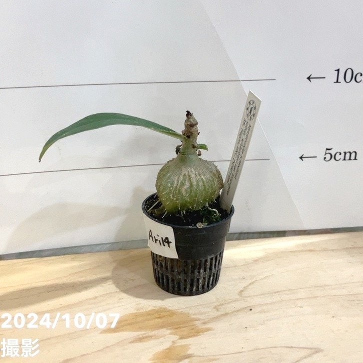【現品お届け】アリ植物 ミルメコディア Myrmecodia schlechteri subsp. schlechteri var. longispina Mt. Hagen, PNG［S0923-04］1.5号（Ari14）｜観葉04-PA