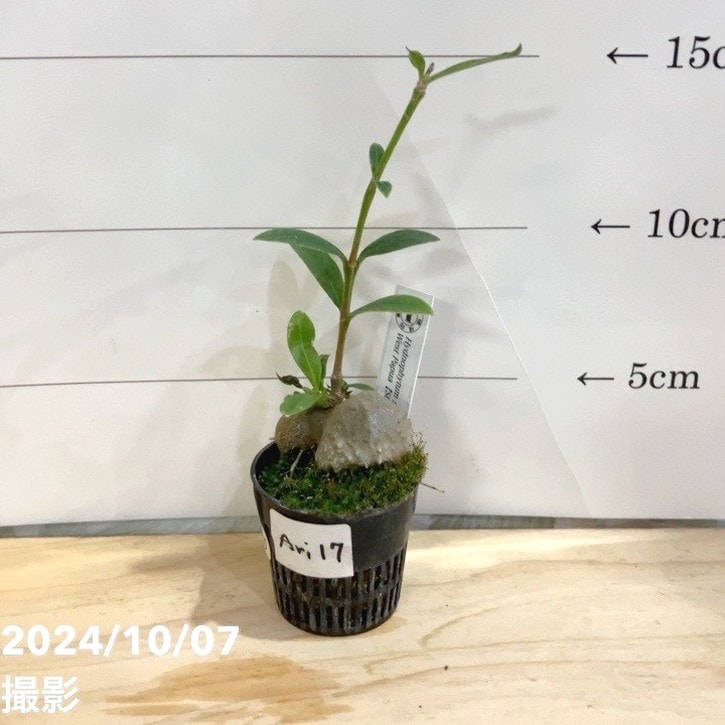 【現品お届け】アリ植物 ヒドノフィツム Hydnophytum sp.（ameba tuber）West Papua［S0319-03］1.5号（Ari17）｜観葉04-PA