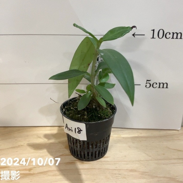 【現品お届け】アリ植物 ヒドノフィツム Hydnophytum sp. aff. reevii Timika, Central Papua 1.5号（Ari18）｜観葉04-PA