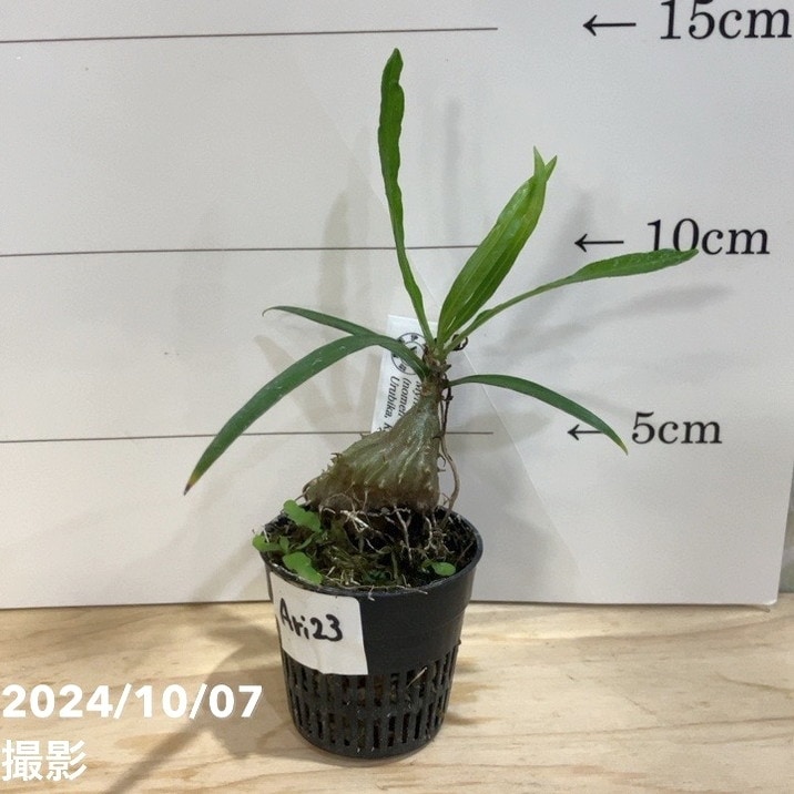 【現品お届け】アリ植物 ミルメフィツム Myrmephytum longissimum（nomen nudum）Urubika, Kaimana, Yamor, West Papua 1.5号（Ari23）｜観葉04-PA