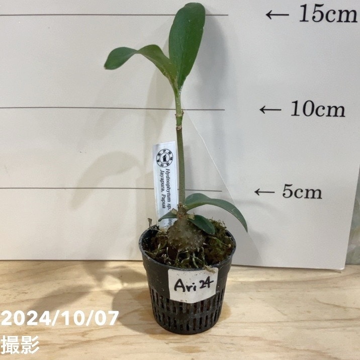 【現品お届け】アリ植物 ヒドノフィツム Hydnophytum sp.（spiny caudex）Jayapura, Papua 1.5号（Ari24）｜観葉04-PA