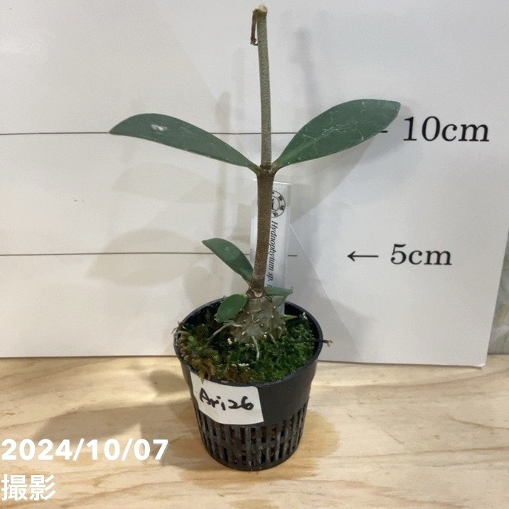 【現品お届け】アリ植物 ヒドノフィツム Hydnophytum sp.（spiny caudex）Jayapura, Papua 1.5号（Ari26）｜観葉04-PA