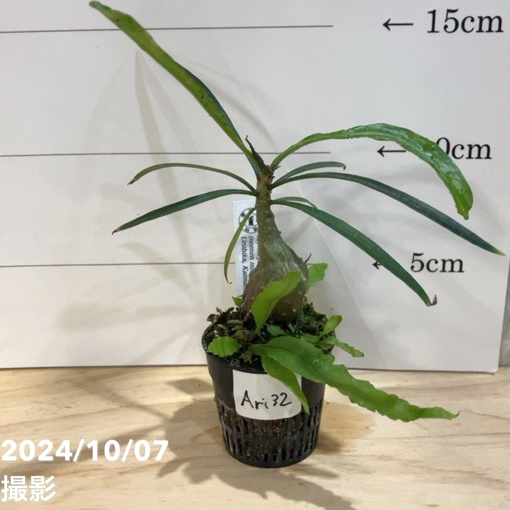 【現品お届け】アリ植物 ミルメフィツム Myrmephytum longissimum（nomen nudum）Urubika, Kaimana, Yamor, West Papua 1.5号（Ari32）｜観葉04-PA