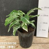 ビカクシダ　3点セット Platycerium kitshakood 