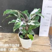 現品お届け】アンスリウム キングオブスペード King of spade（HU）3.5