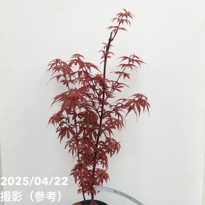 モミジ スケーターズ 4号 接ぎ木1年生|花木10-TU