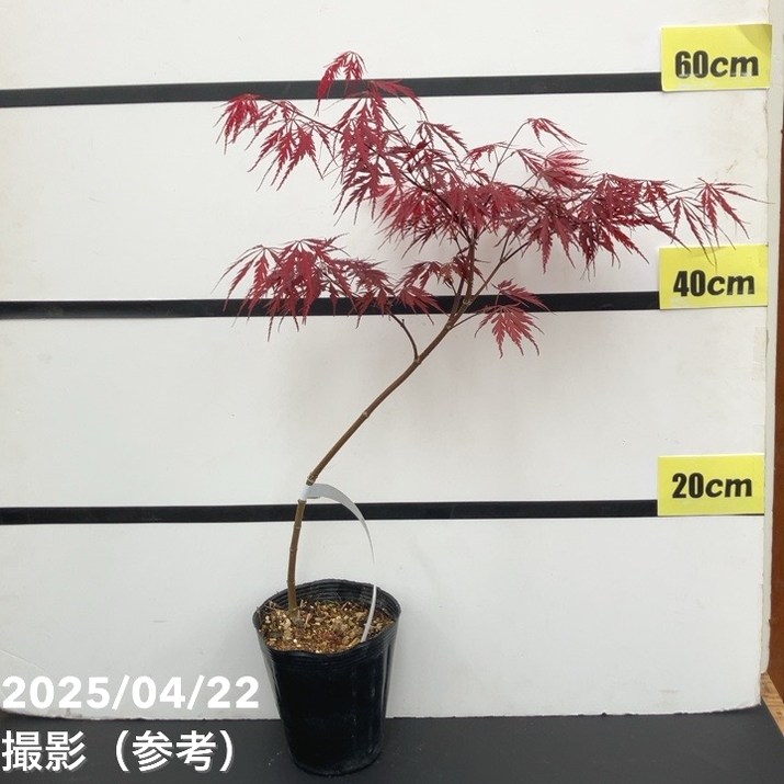 モミジ レッドドラゴン 4.5号 接ぎ木1年生 ｜花木10-TU