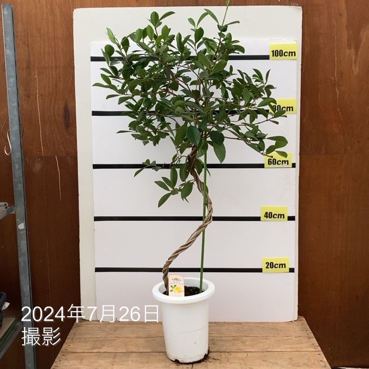 ＜実付き＞ストロベリーグァバ 7号｜s200｜果樹10-TU