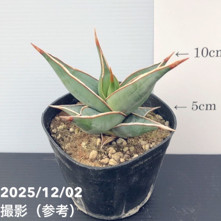 期間限定10％OFF！】サンスベリア 3.5号 ピンギキュラ 生産鉢仕様