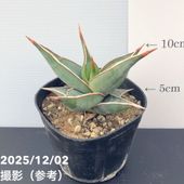 アガベ 3.5号 オバティフォリア フロスティブルー ovatifol. Frosty