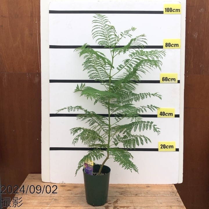 ジャカランダ 5号｜花木10-TU