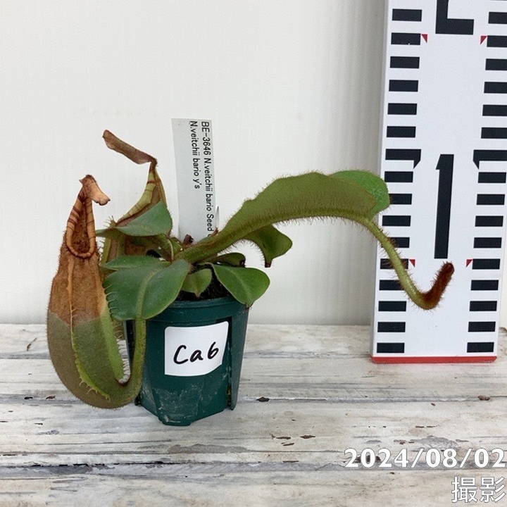 【現品お届け】食虫植物 ウツボカズラ N.veitchii bario Seed Grown x N.veitchii barios y's 2号スリット(Ca6)|観葉04-PA