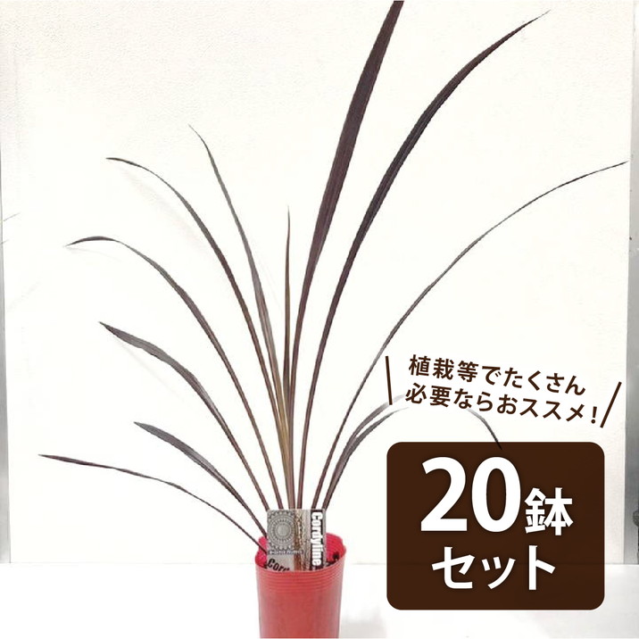 【まとめ買い！】コルジリネ 3.5号 オーストラリス ブラックナイト 20鉢セット｜観葉01-D1
