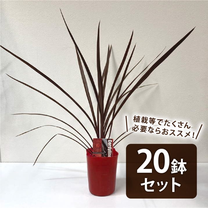 【まとめ買い！】コルジリネ 3.5号 オーストラリス レッドスター 20鉢セット｜観葉01-D1