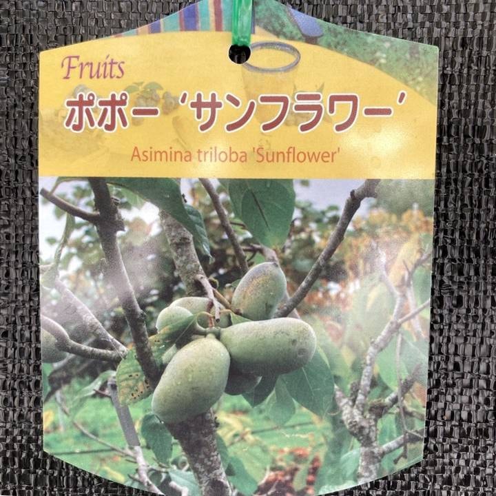 果樹,ポポーの購入なら赤塚植物園オンライン 花の音｜花苗