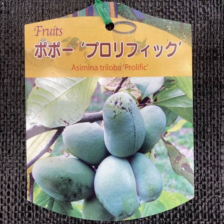 ポポー お求めやすく6kg 果樹,ポポーの購入なら赤塚植物園オンライン 花の音｜花苗