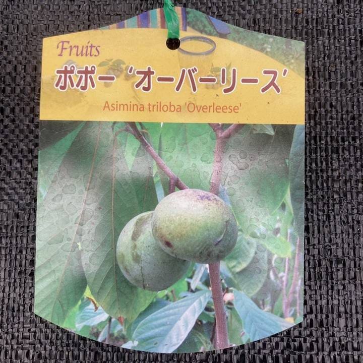 お盆特別価格設定 幻のポポー 約6kg お盆特別価格設定 幻のポポー