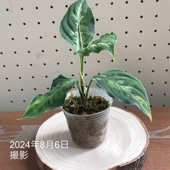 【現品お届け】アグラオネマ ピクタムトリカラーワイド Aglaonema pictum tricolor Wide 2.5号ポット（1）｜観葉04-PA