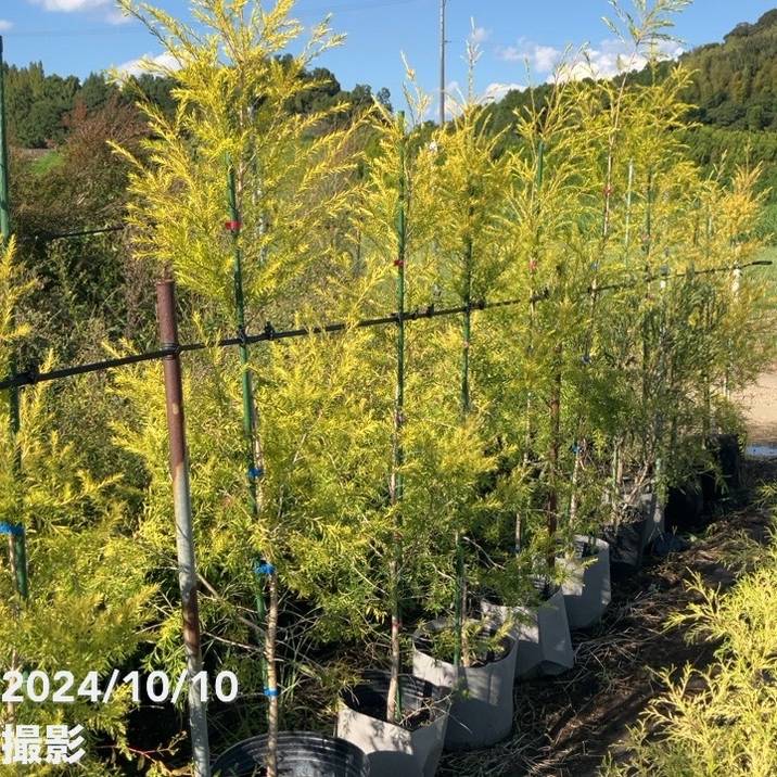 【数量限定】メラレウカ レボリューション ゴールド 8号 ※お届けに10日程度かかる場合がございます。｜s200｜花木10-TN