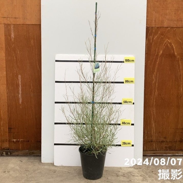 【数量限定】グレビレア エンドリチェリアナ 8号 ※お届けに10日程度かかる場合がございます。｜s200｜花木10-TN