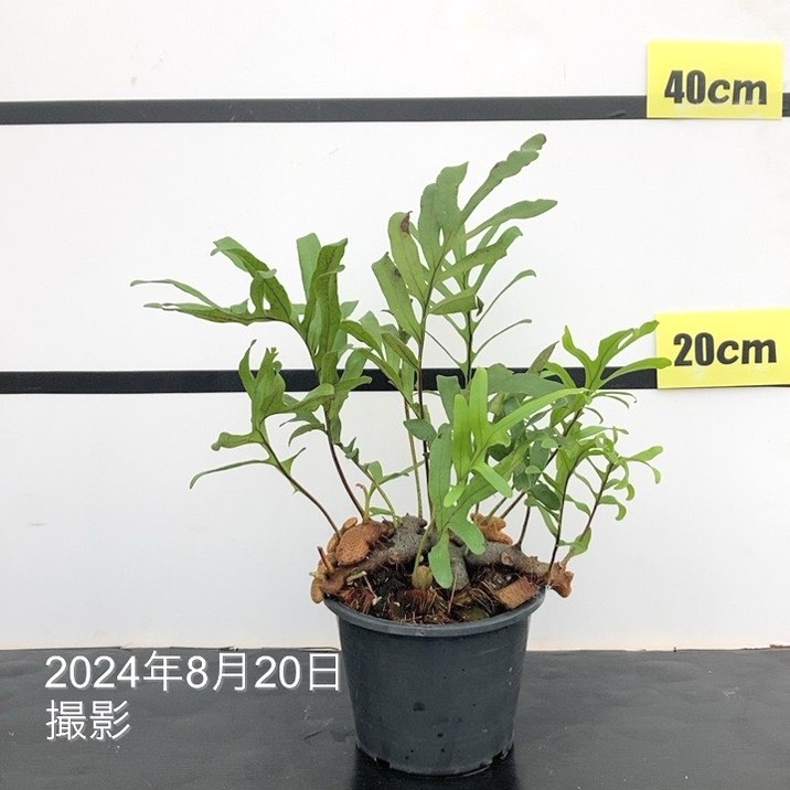 アリ植物 レカノプテリス Lecanopteris 4.5号｜観葉01-D1