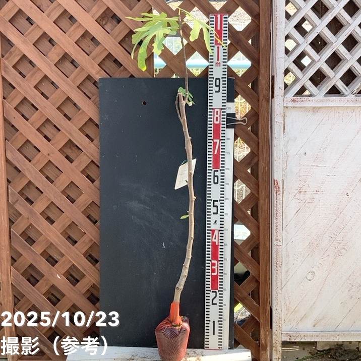 イチジク ホワイトゼノア 4号 1年生｜果樹04-PA