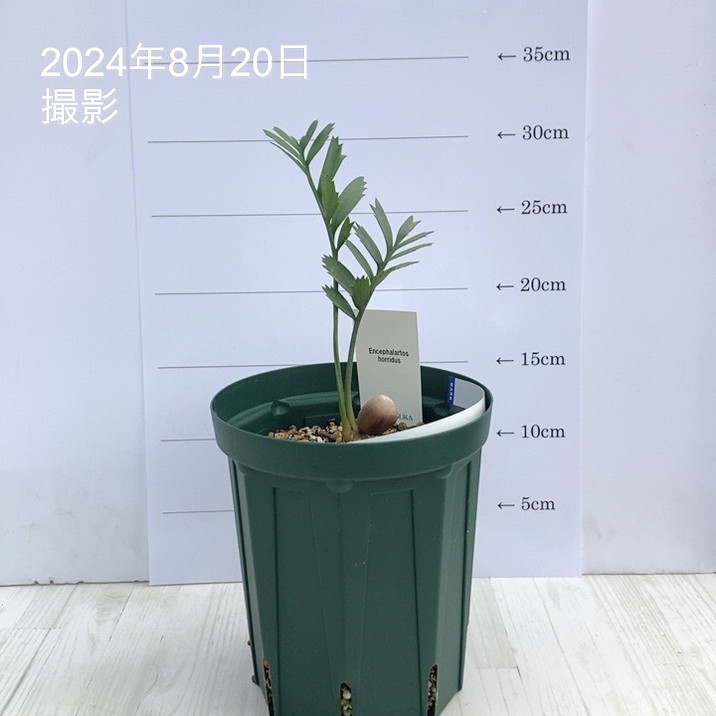【激レア！現品お届け】エンセファラルトス ホリダス（ヒメオニソテツ）No9 5号ロングスリット鉢 ｜観葉01-D1