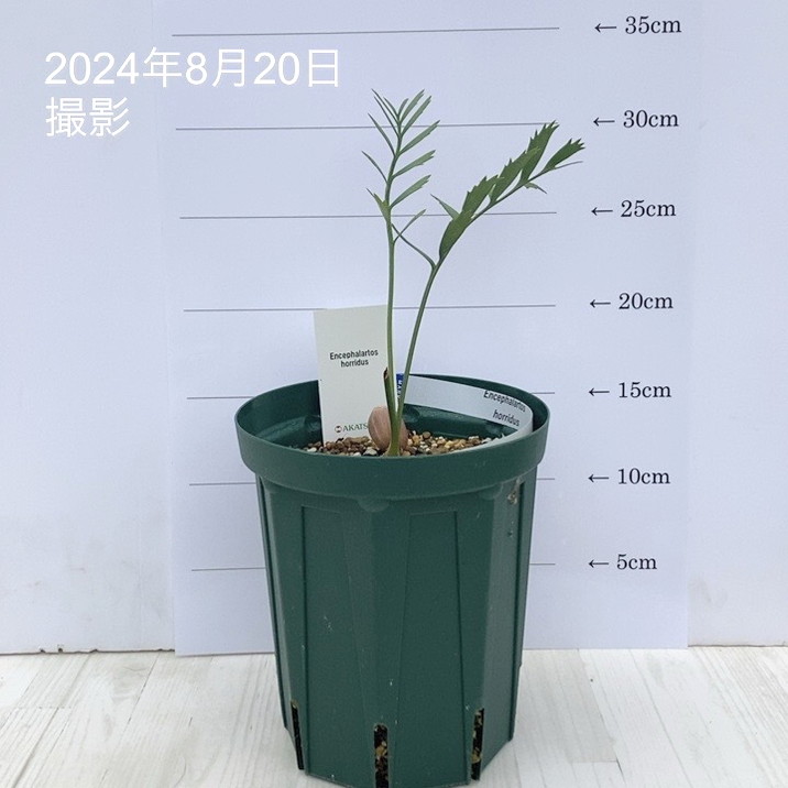 【激レア！現品お届け】エンセファラルトス ホリダス（ヒメオニソテツ）No20 5号ロングスリット鉢 ｜観葉01-D1